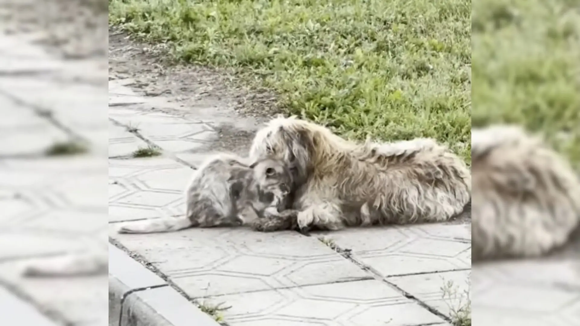 Abandoned dog and cat stay by each other’s side after being left on the street