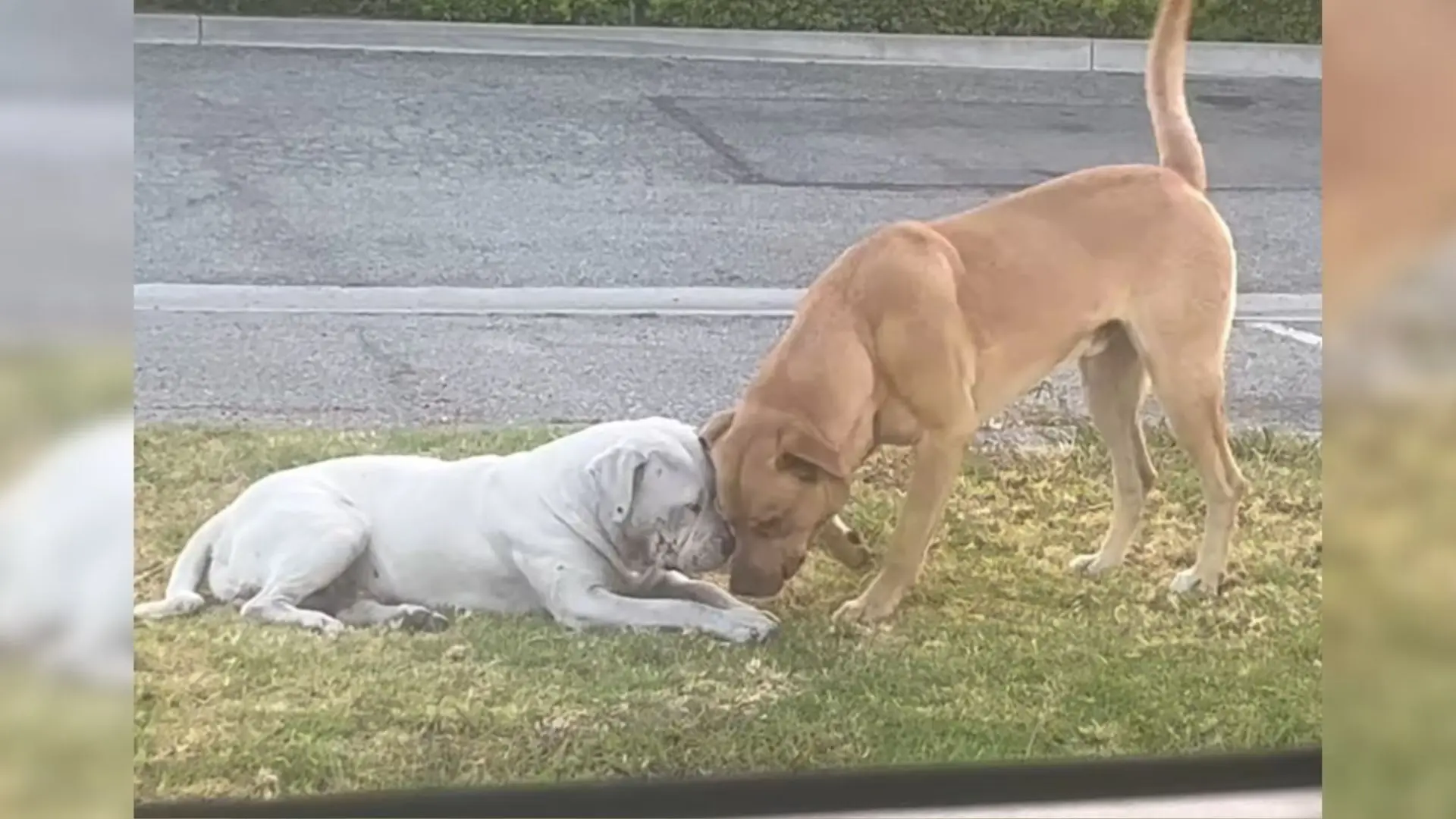 Inseparable dogs abandoned in an industrial area face a heartbreaking twist