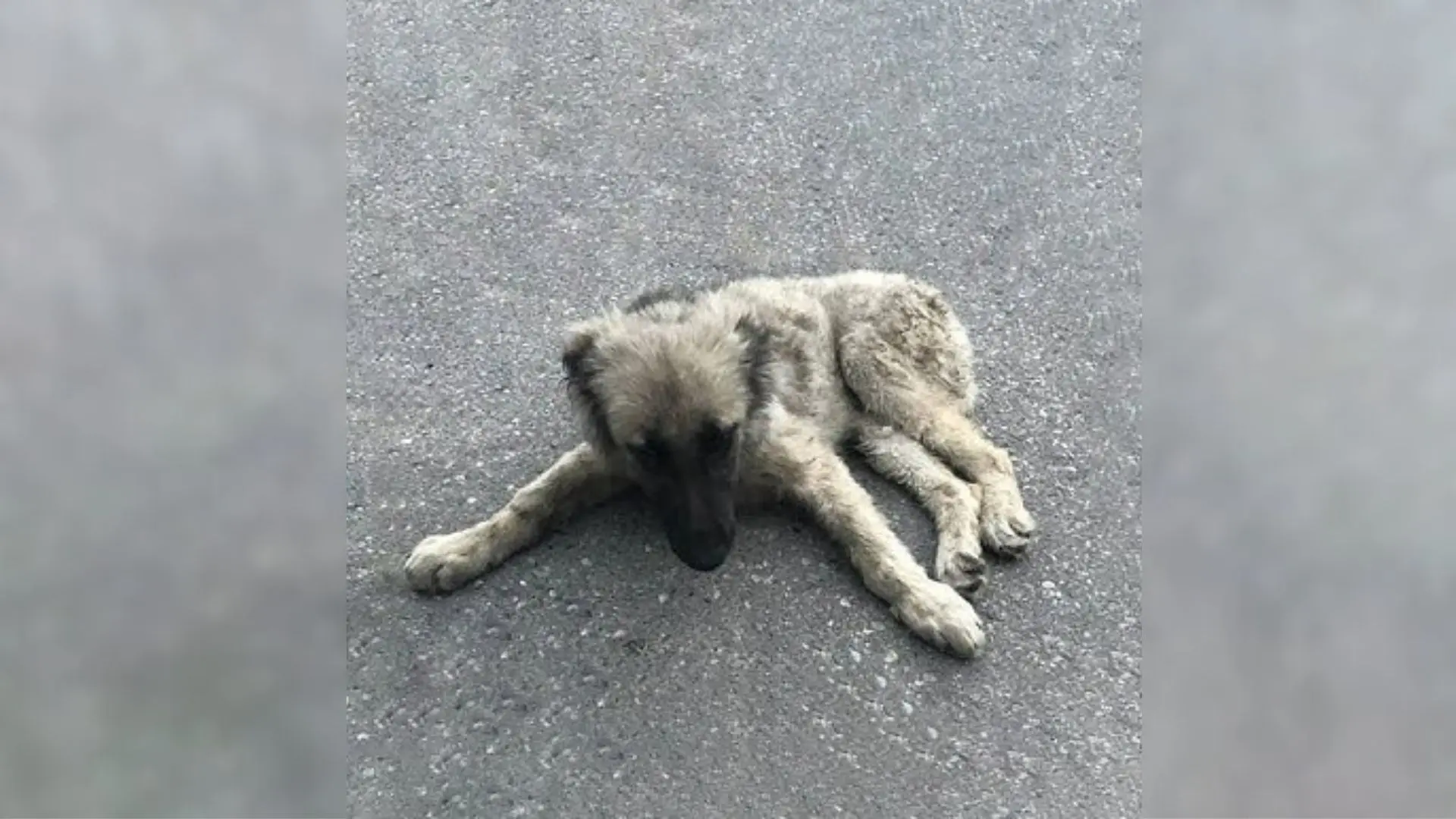 Passerby saves injured puppy found motionless on the street pleading for help