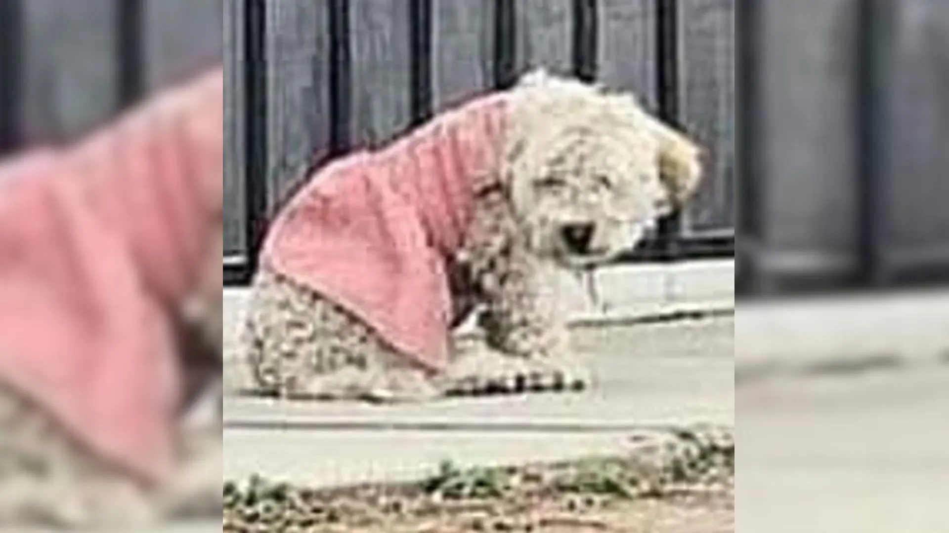 Heartbroken Pup in Pink Dress Struggles to Understand Why Her Family Abandoned Her